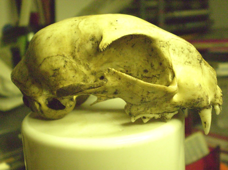 Cranio sconosciuto; Gatto